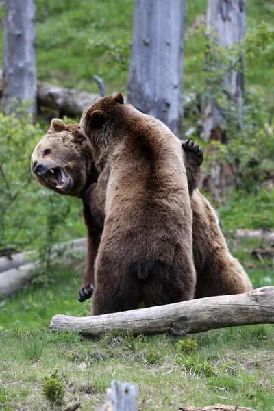 갈색 곰 싸움 스톡 사진