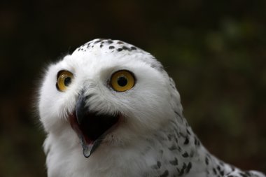 Snow owl clipart