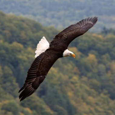 Amerikan Kartalı