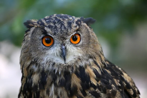 Eagle Owl — Stock Photo, Image