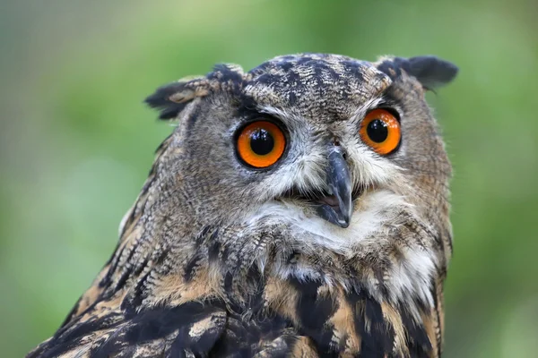 Eagle Owl — Stock Photo, Image