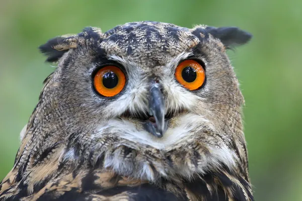 Eagle Owl — Stock Photo, Image