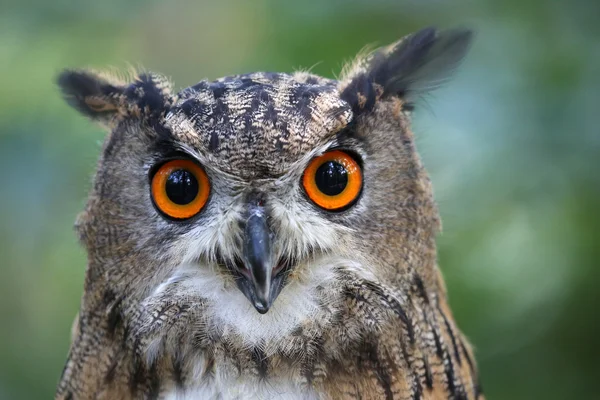 Eagle Owl — Stock Photo, Image