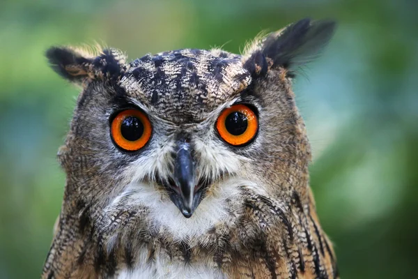 Eagle Owl — Stock Photo, Image