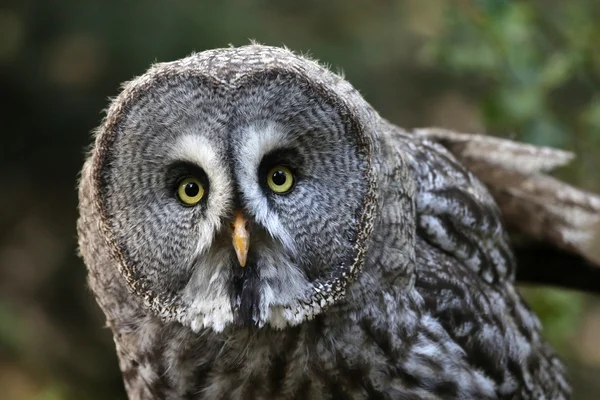 Great gray owl — Stock Photo, Image