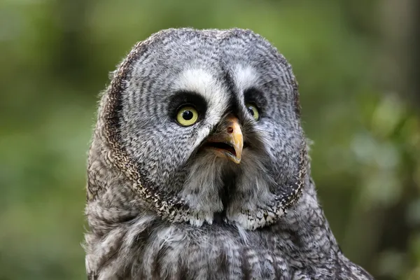 Great gray owl — Stock Photo, Image