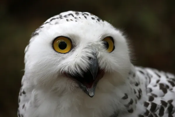 Snow owl — Stock Photo, Image