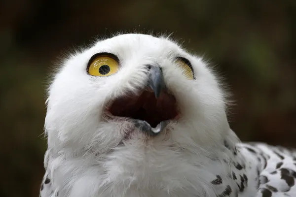 Snow owl — Stock Photo, Image