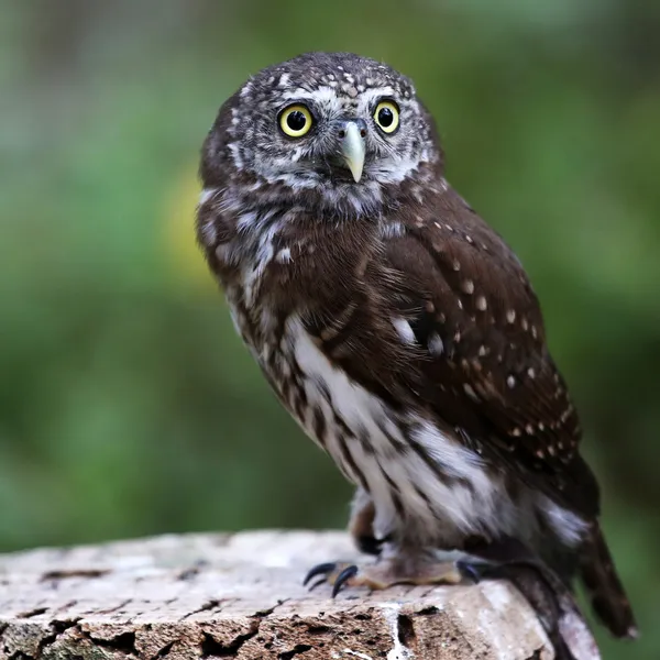 Pygmy owl — Stock Photo, Image