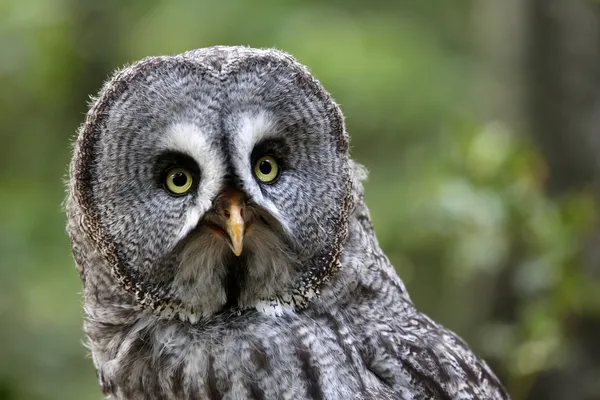 Große graue Eule — Stockfoto