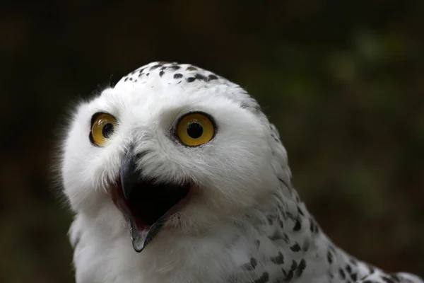 Schneeeule — Stockfoto