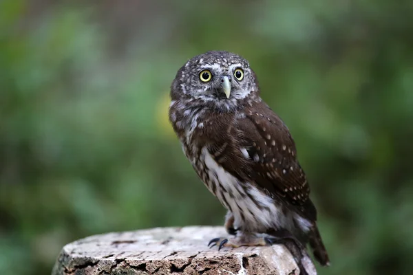 Pygmy owl — Stock Photo, Image