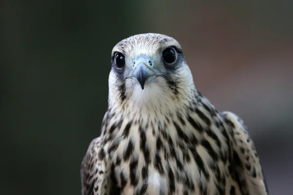 Saker falcon — Stock Photo, Image