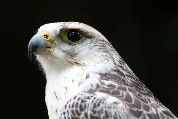 Saker falcon — Stockfoto