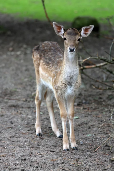 Fawn... — Fotografia de Stock