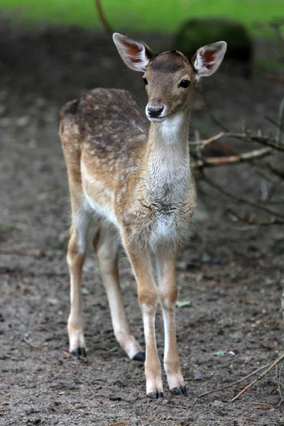 Fawn... — Fotografia de Stock