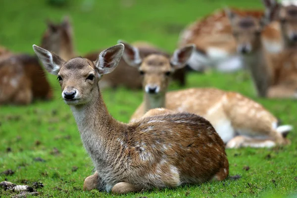 Fawn — Stockfoto