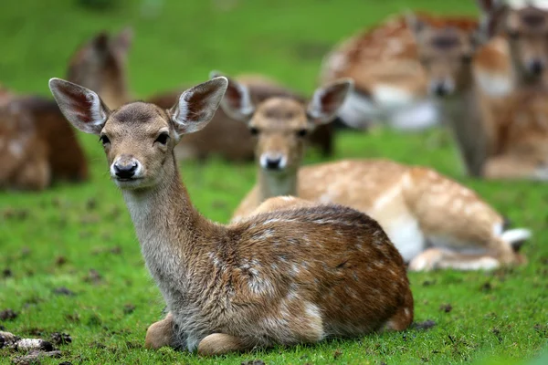 Fawn — Stock Photo, Image