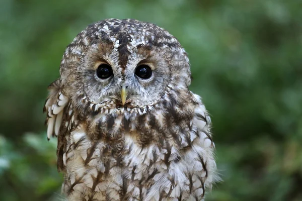 Tawny owl — Stock Photo, Image