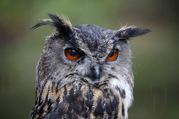 Eagle Owl — Stock Photo, Image