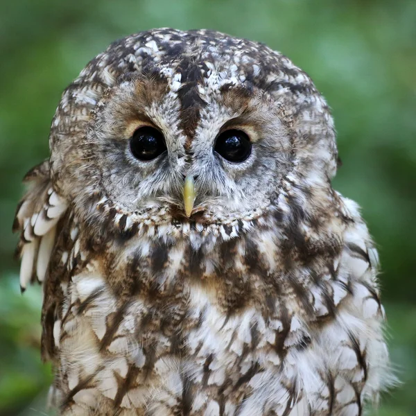 Tawny owl — Stock Photo, Image