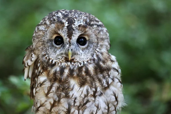 Tawny owl — Stock Photo, Image