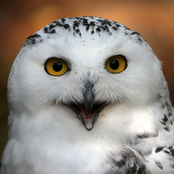 雪のフクロウ — ストック写真