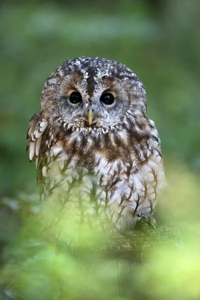 Tawny owl — Stock Photo, Image