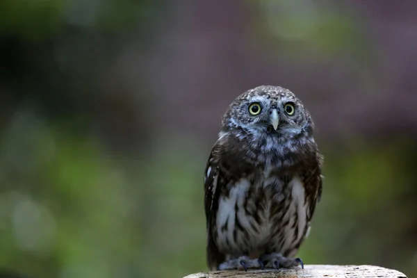 Pygmy owl — Stock Photo, Image