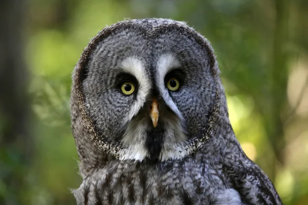 Great gray owl — Stock Photo, Image