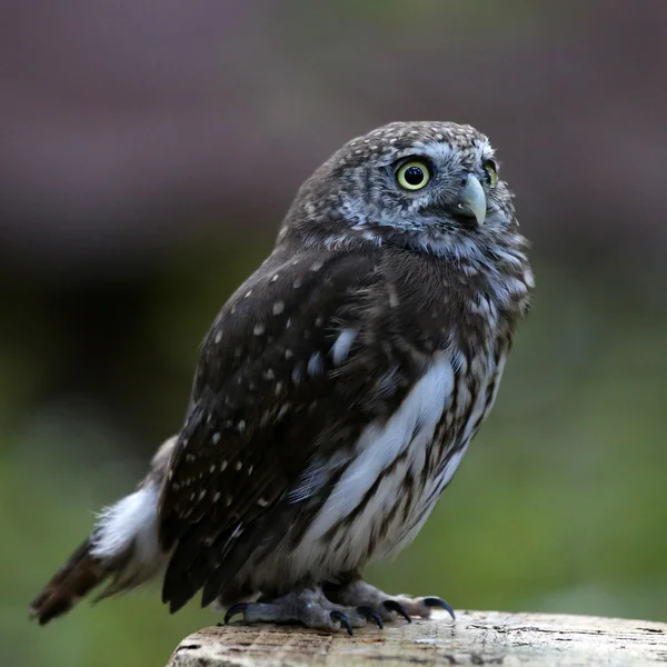 Pygmy owl — Stock fotografie