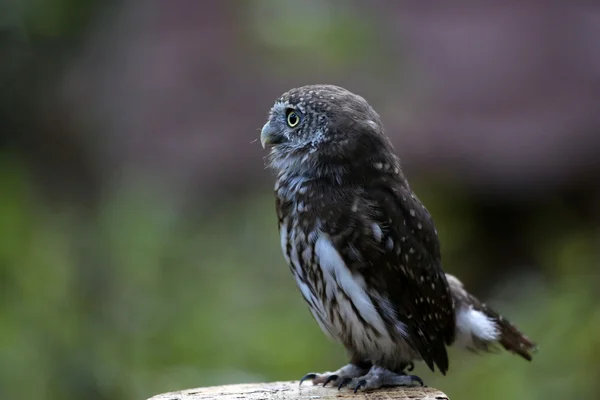 Pygmy owl — Stock Photo, Image