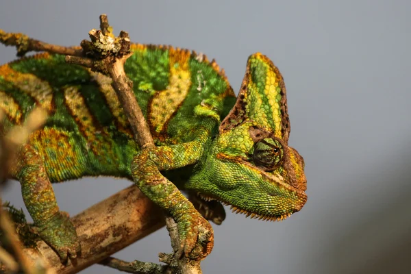 Chameleón — Stock fotografie