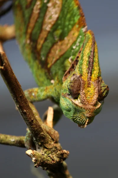 Camaleão — Fotografia de Stock