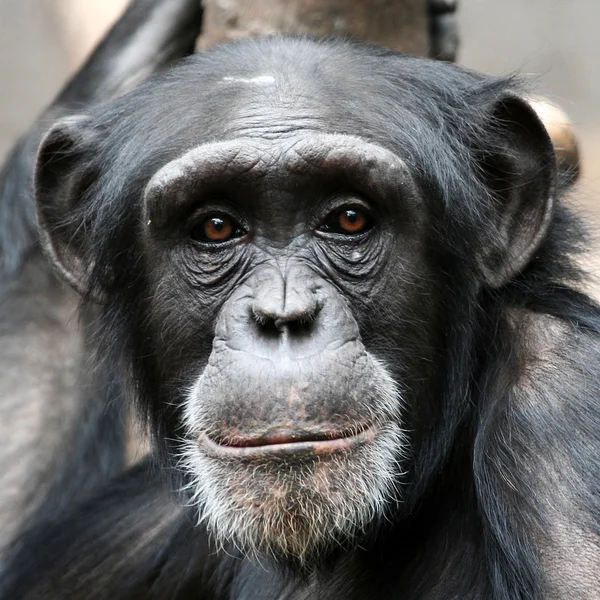 Schimpans porträtt — Stockfoto