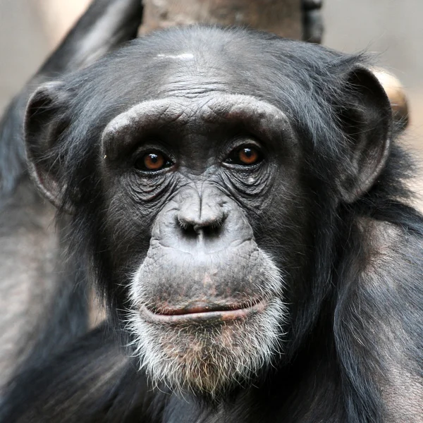 Retrato de chimpanzé — Fotografia de Stock