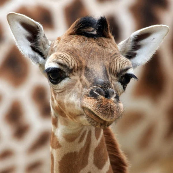 Young Giraffe Background — Stock Photo, Image
