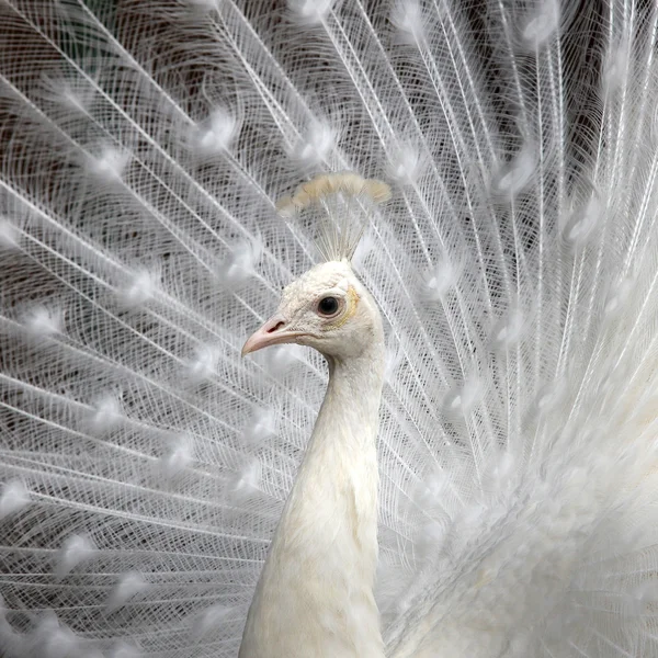 白孔雀 — ストック写真