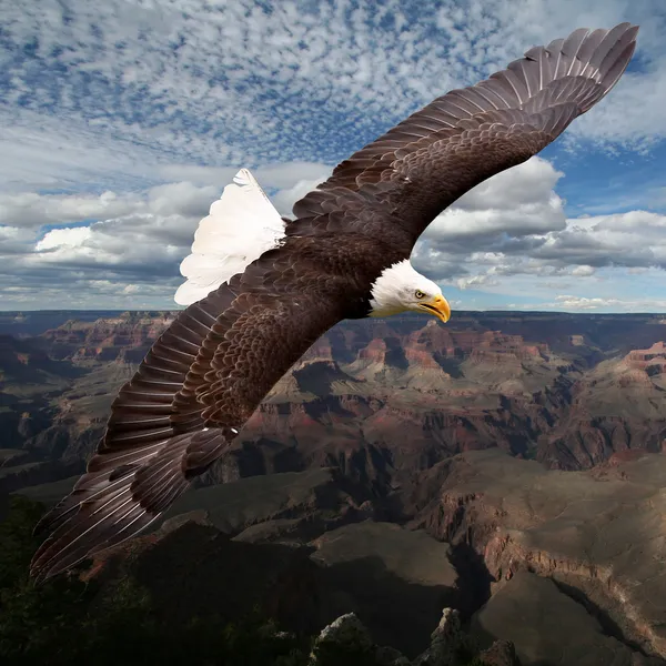 Águila americana — Foto de Stock