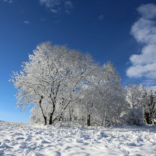 美丽的冬季风景 免版税图库图片