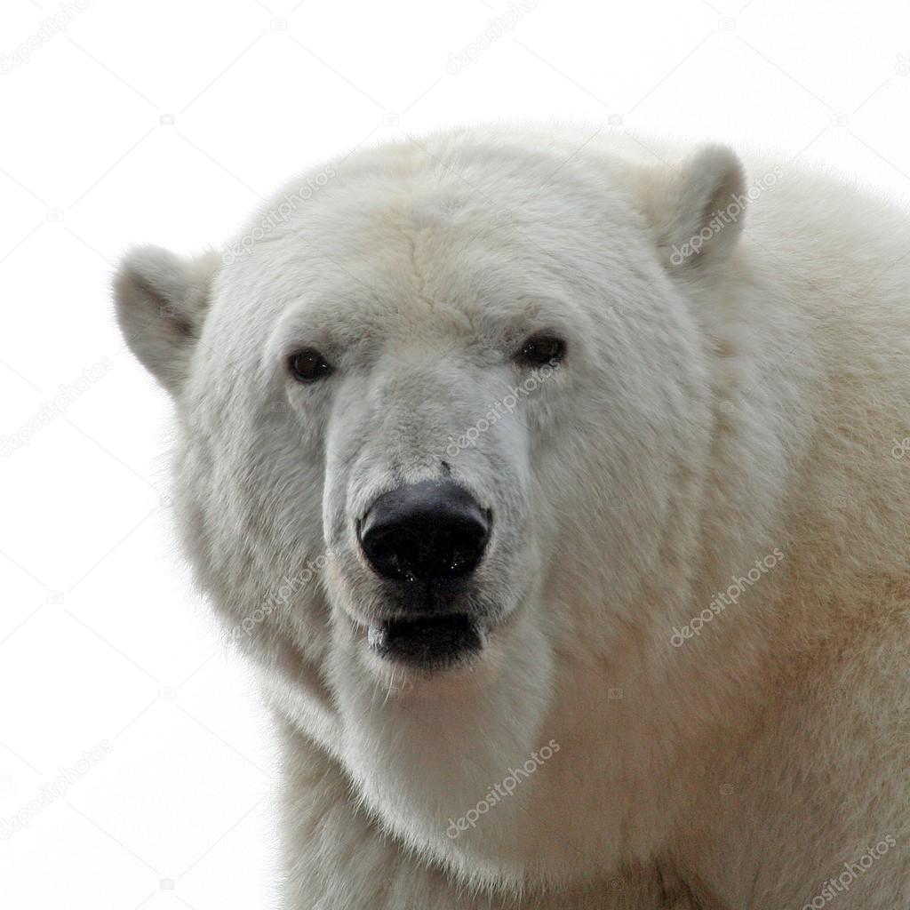 Polar bear portrait