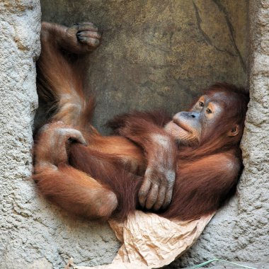 Darwin'in utan yalan