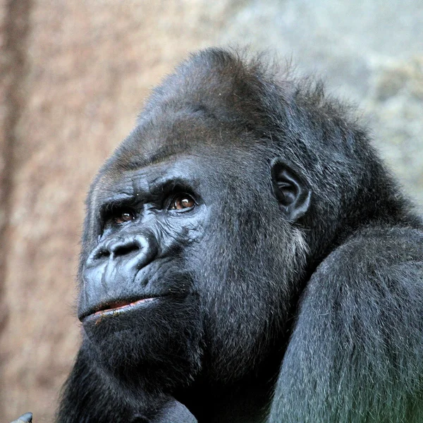 Gorila da montanha — Fotografia de Stock