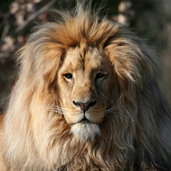 Majestátní Lví portrét — Stock fotografie