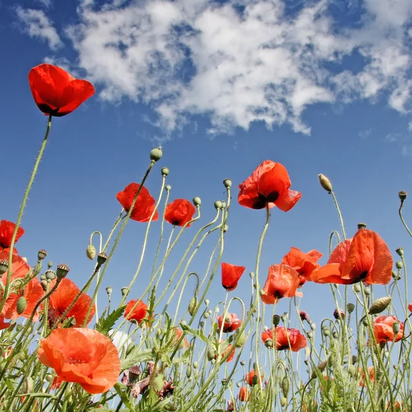 Corn poppy background — Stock Photo, Image