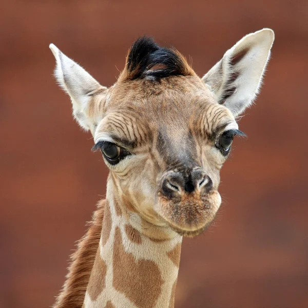 Jovem Girafa Fundo — Fotografia de Stock