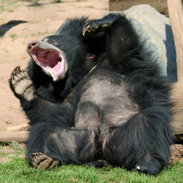 Smějící se medvěd pyskatý — Stock fotografie