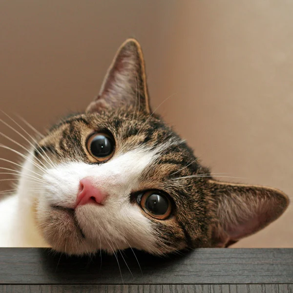 Kedi Gözü