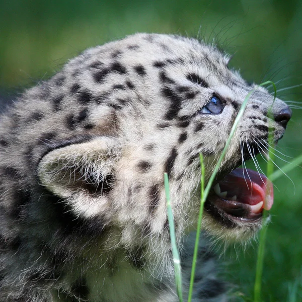 Mladí snow leopard — Stock fotografie