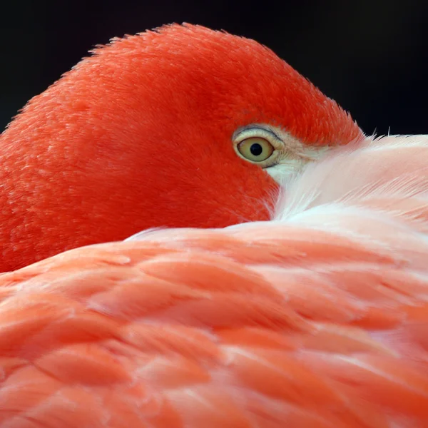 Rode flamingo portret — Stockfoto